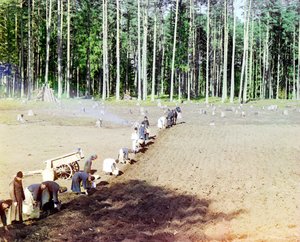 1910年にロシア帝国ヴォルガ川のゲッセマネ修道院近くにジャガイモを植えた修道士たち